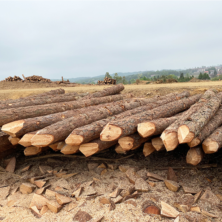 松木樁能用多少年？