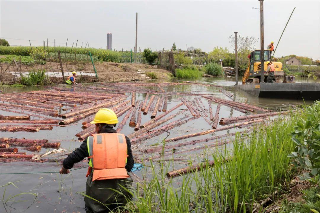 改善水環(huán)境！徐行122條段村級河道用木樁對河岸進(jìn)行加固整治
