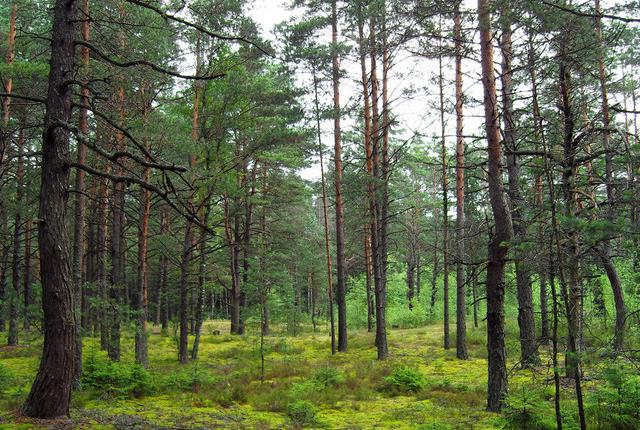 中國主要的松木產(chǎn)地有哪些，不同產(chǎn)地的松木有哪些區(qū)別
