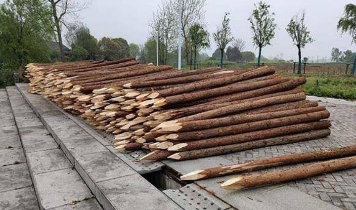 杉木樁為什么這么受歡迎？杉木樁有哪些優(yōu)點和缺點？