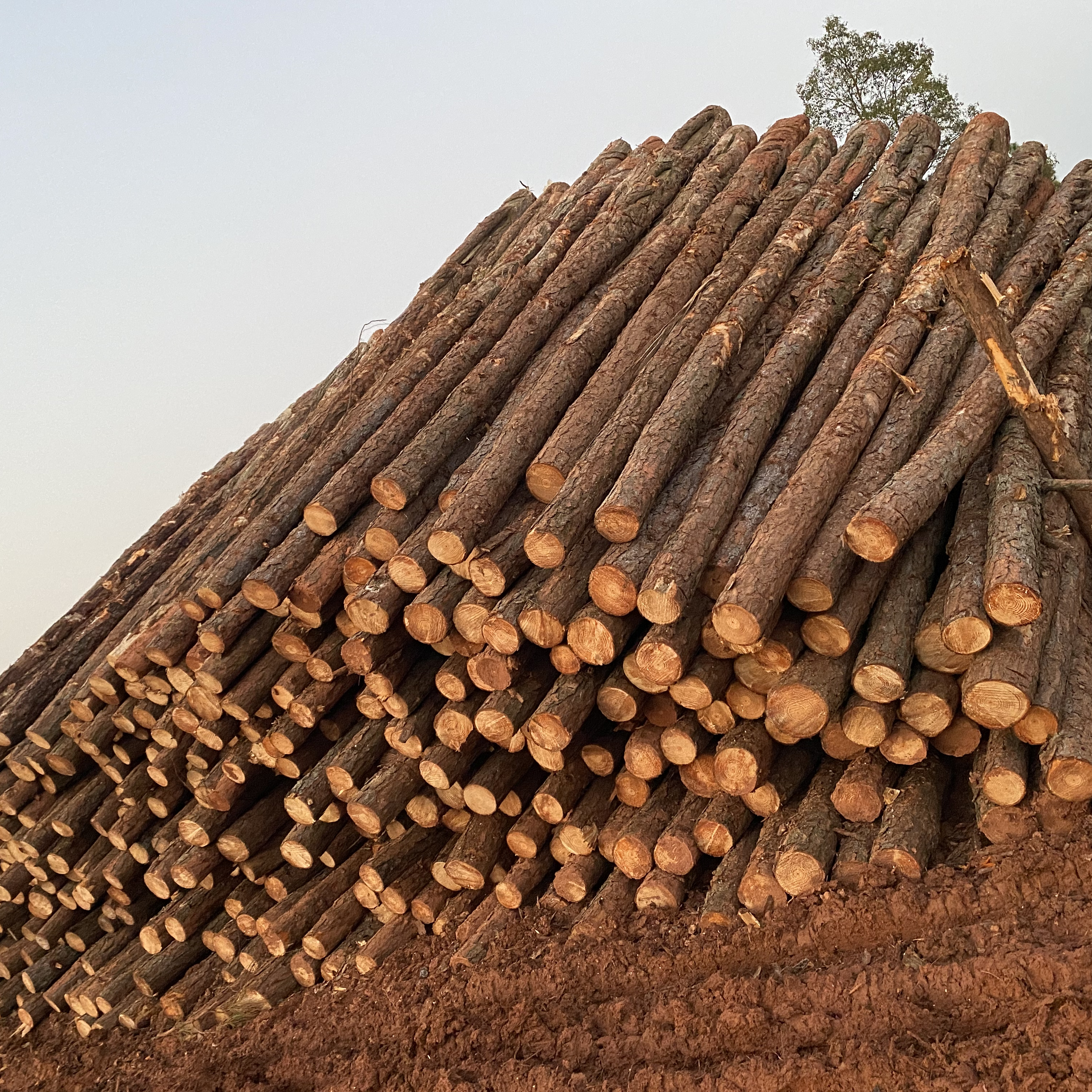 松木樁廠家泓樺錦嘉-松木樁施工后出現(xiàn)松動怎么加固？