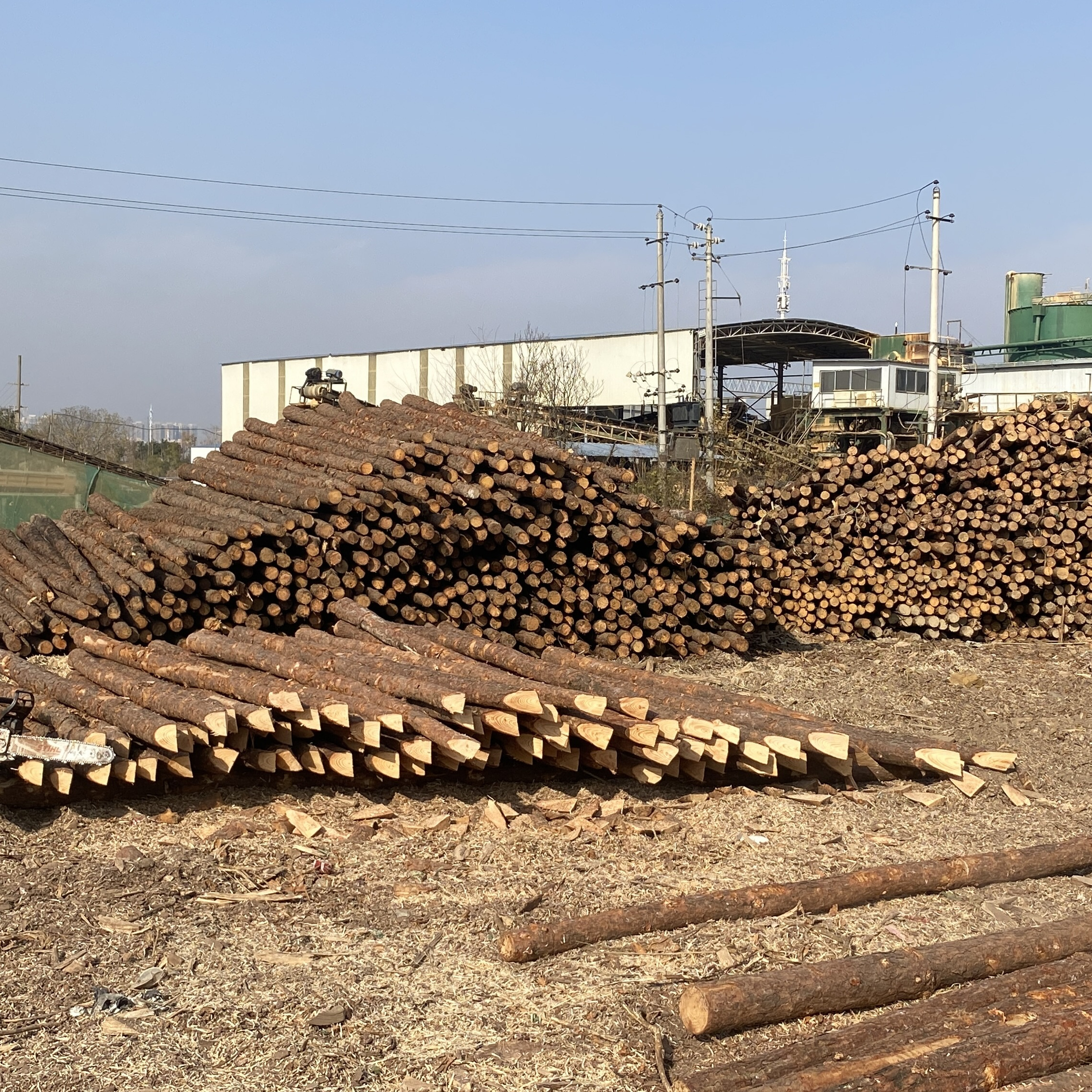 松木樁廠家泓樺錦嘉 - 原木松木樁用于圍堰工程需要削尖樁頭嗎？?