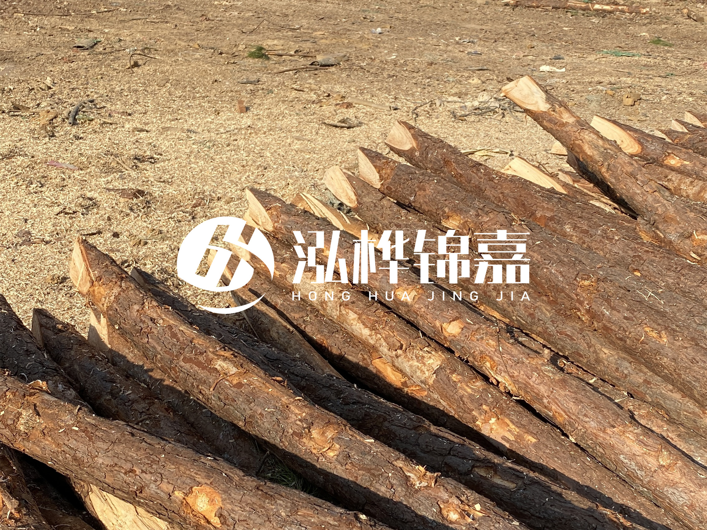 松木樁施工隊泓樺錦嘉 - 落葉松的直徑能達到20cm嗎？