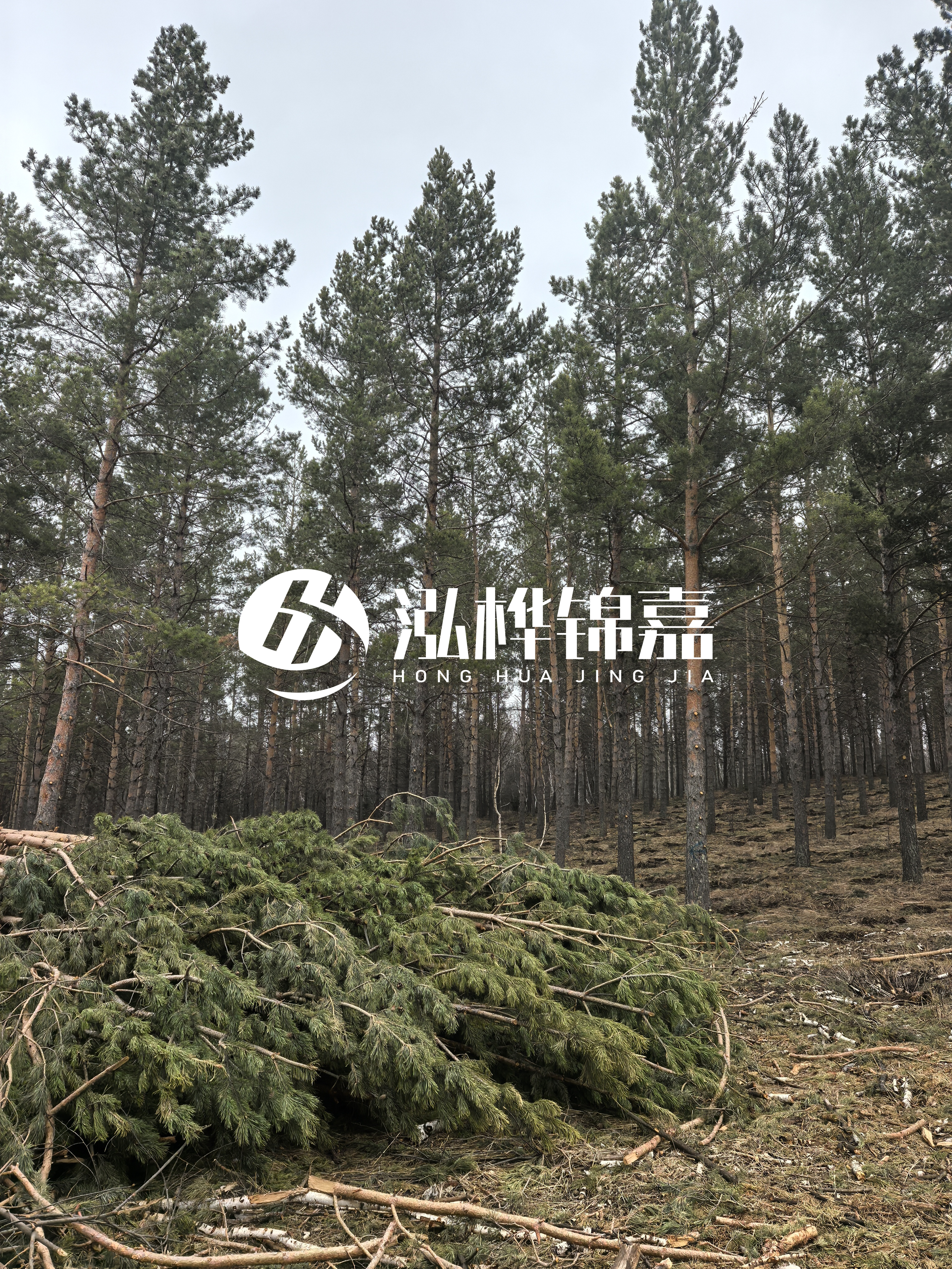 松木樁施工隊(duì)泓樺錦嘉 - 河道打樁木能在水里使用多少年？